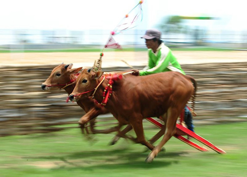 Illustration for article titled Bull Skating Is A Sport That Is Real And Awesome